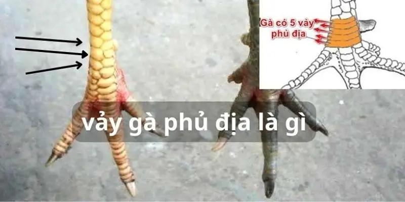 Dấu hiệu của gà có vảy phủ địa 